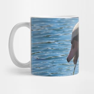 Mute Swan Up-close Eating In The Water Mug